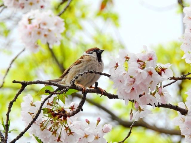 榴岡公園の駐車場は1か所だけ 料金は お花見と屋台とライトアップ Monako Meganet